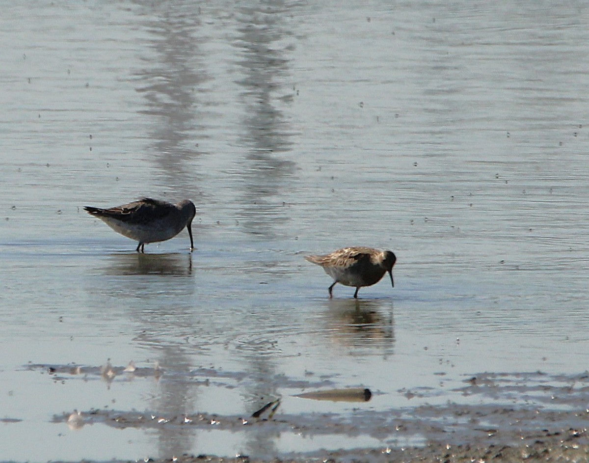 Stilt Sandpiper - ML642709756
