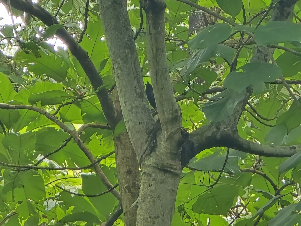 Greater Racket-tailed Drongo - ML642709759