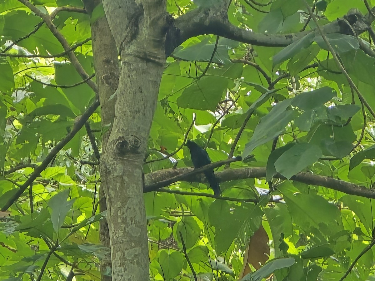 Greater Racket-tailed Drongo - ML642709760