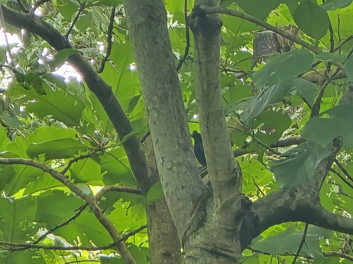 Greater Racket-tailed Drongo - ML642709761