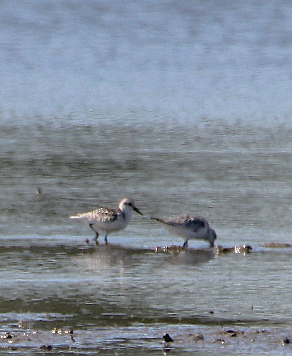 Sanderling - ML642709765