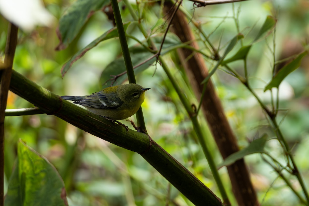 Northern Parula - ML642709766