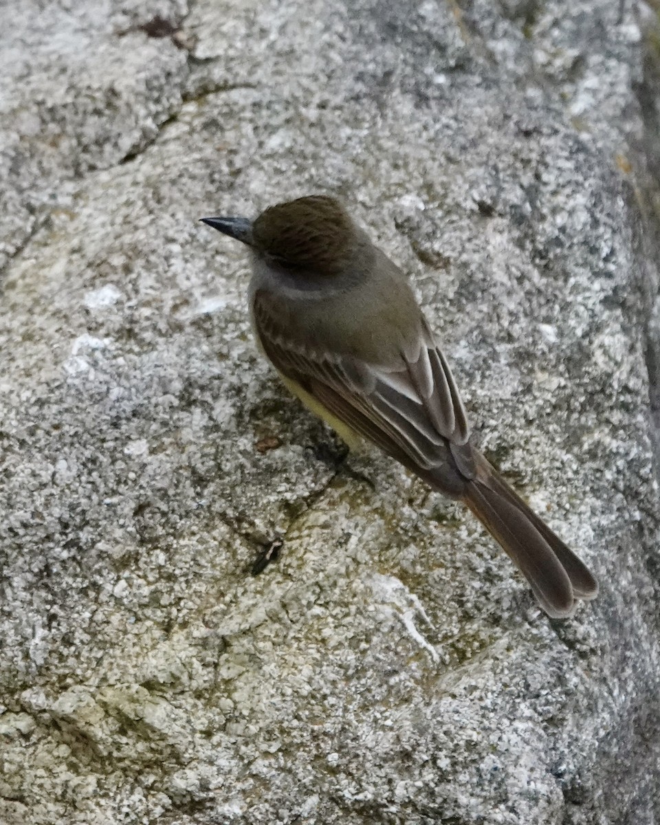 Ash-throated Flycatcher - ML642709771