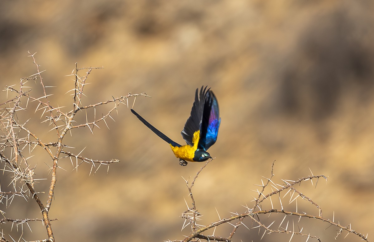 Golden-breasted Starling - ML642709779