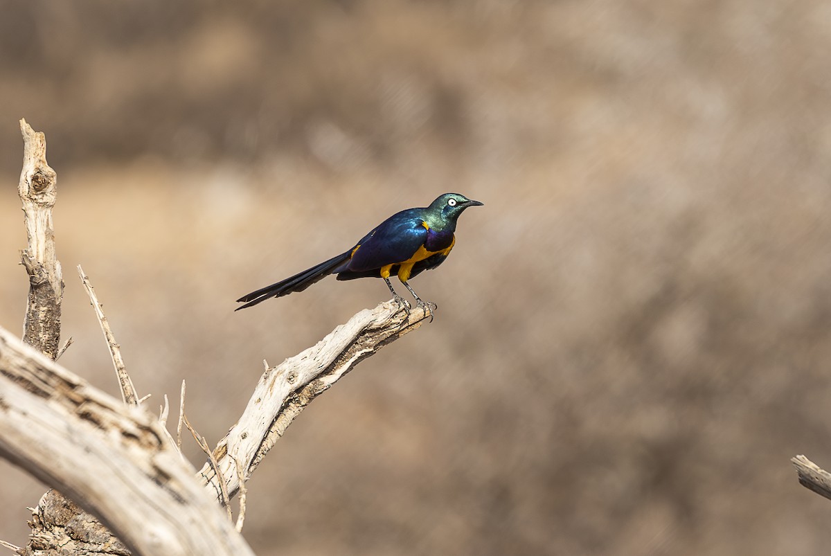 Golden-breasted Starling - ML642709780
