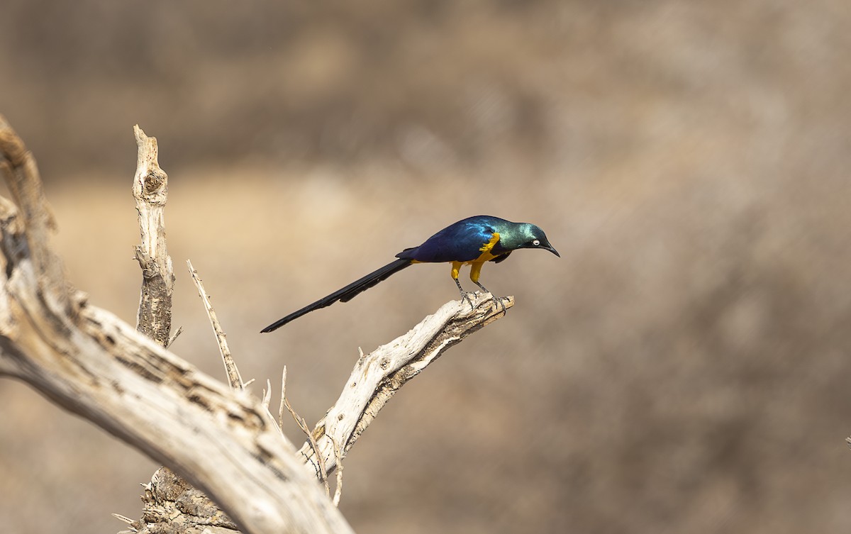 Golden-breasted Starling - ML642709781