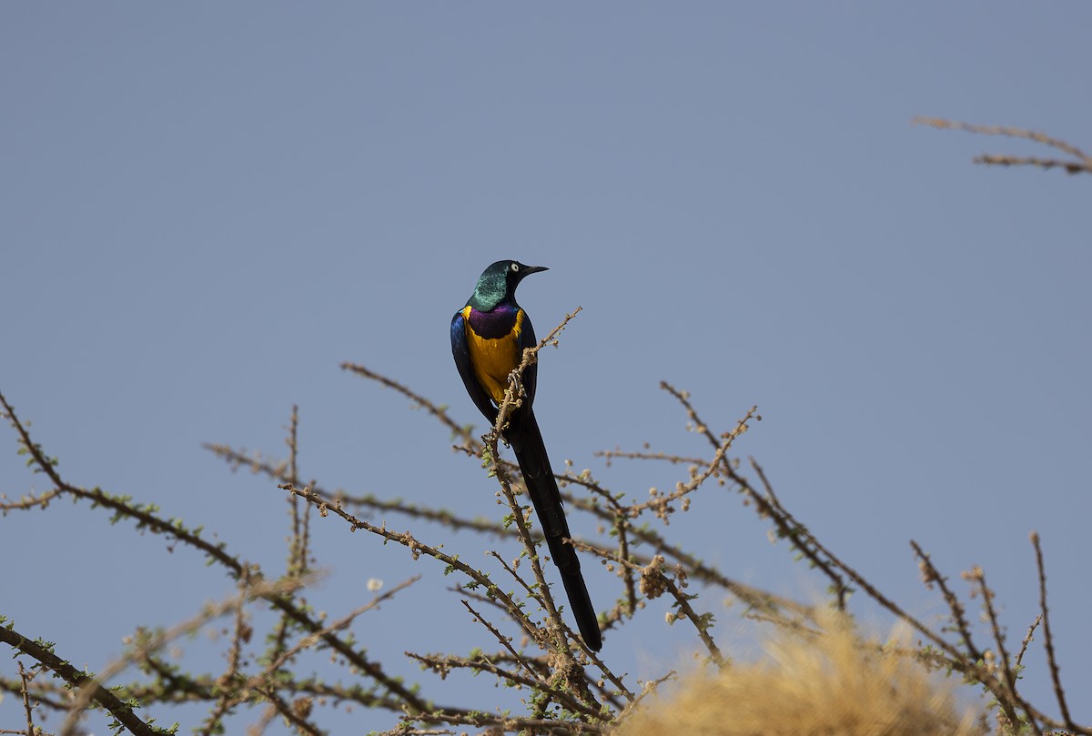 Golden-breasted Starling - ML642709782