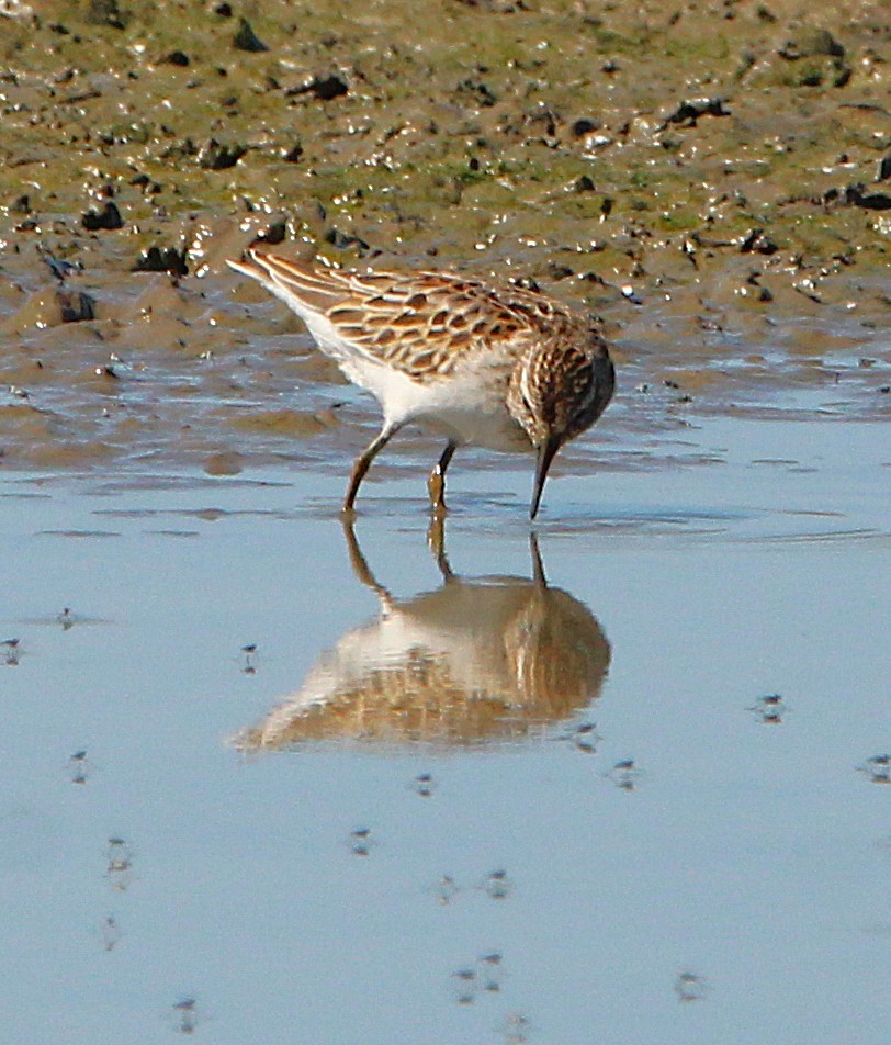 Least Sandpiper - ML642709794