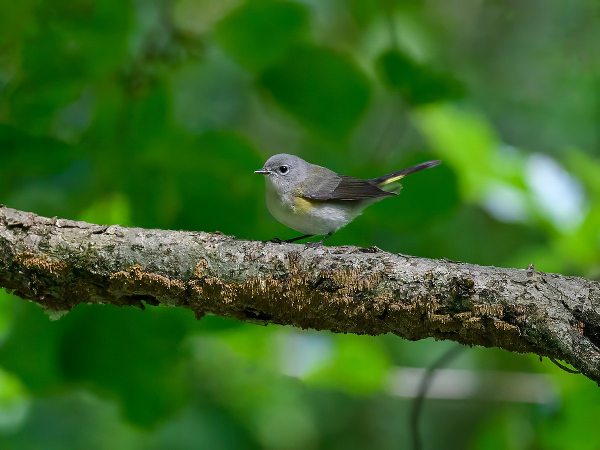 American Redstart - ML642709798