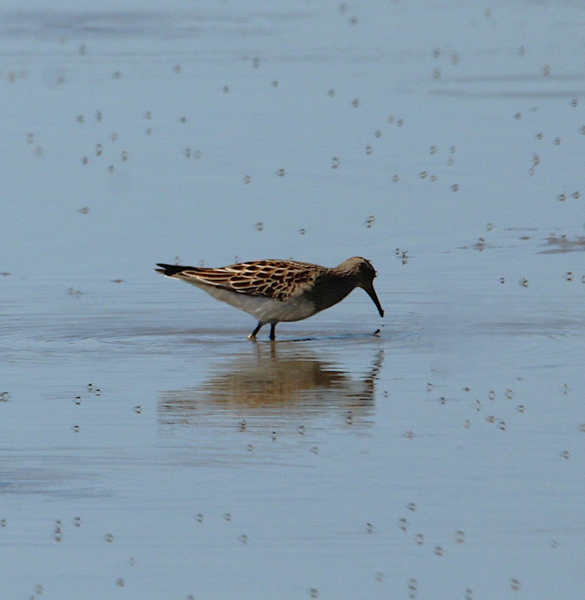 Pectoral Sandpiper - ML642709802