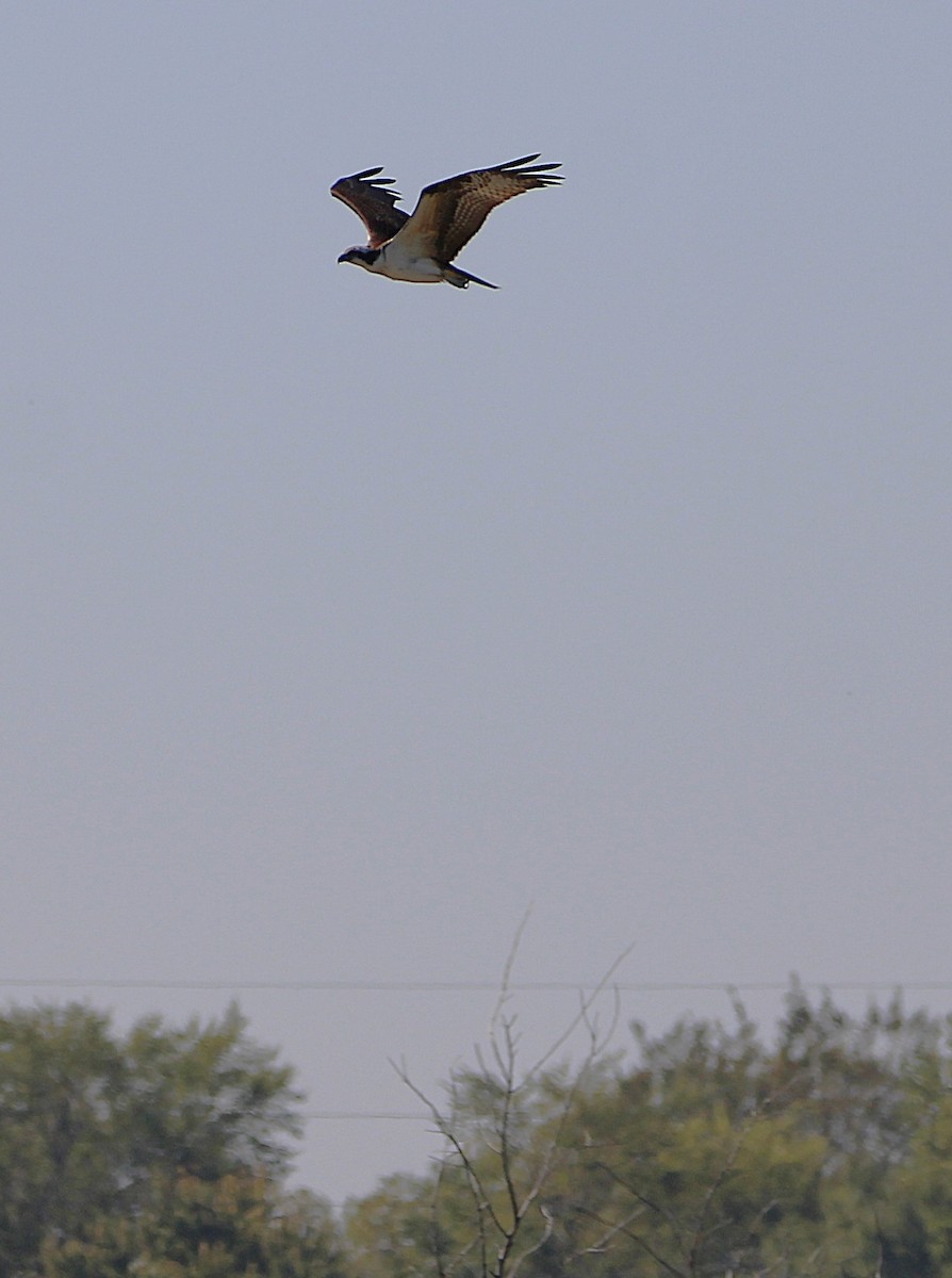 Osprey - ML642709815