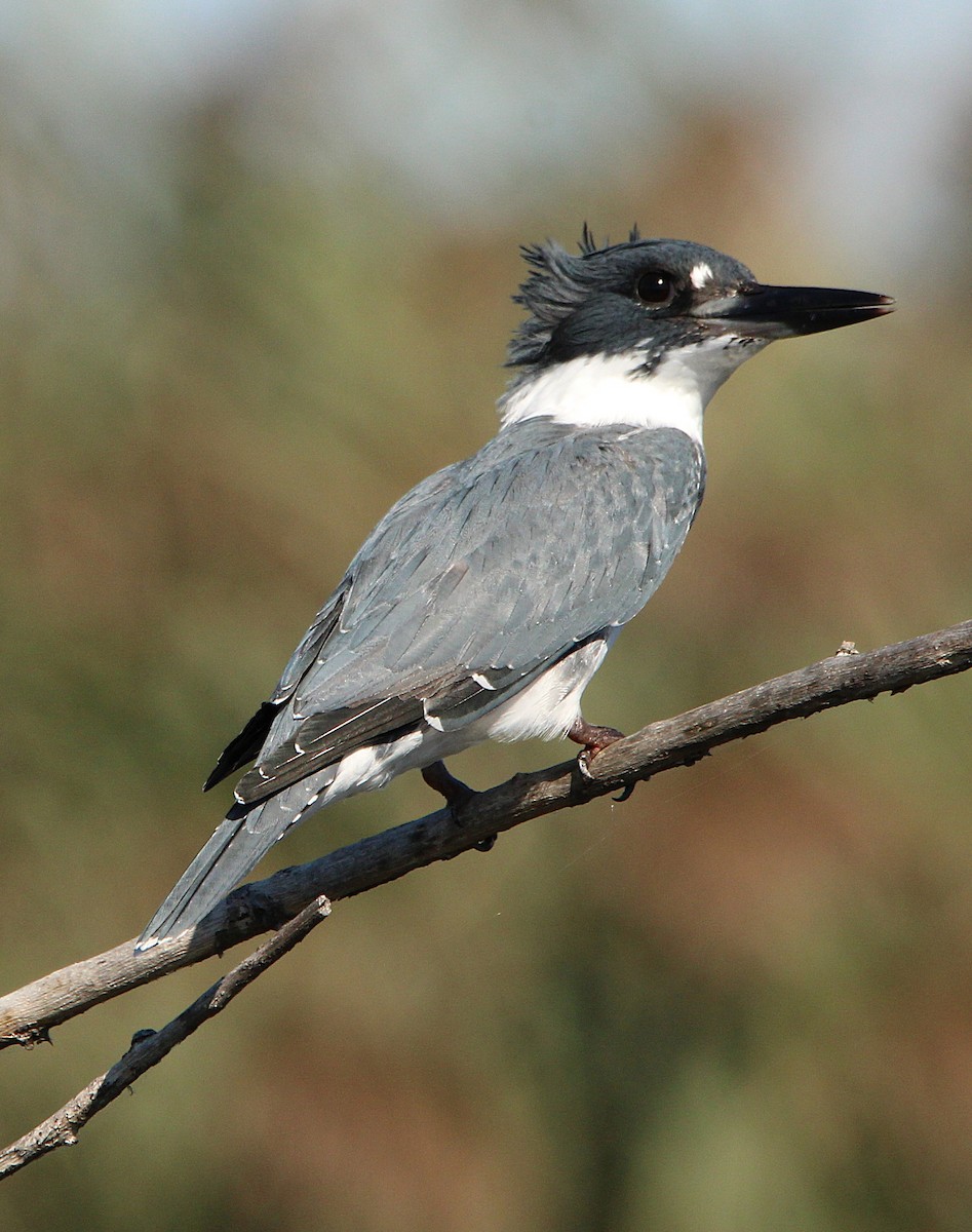 Belted Kingfisher - ML642709826