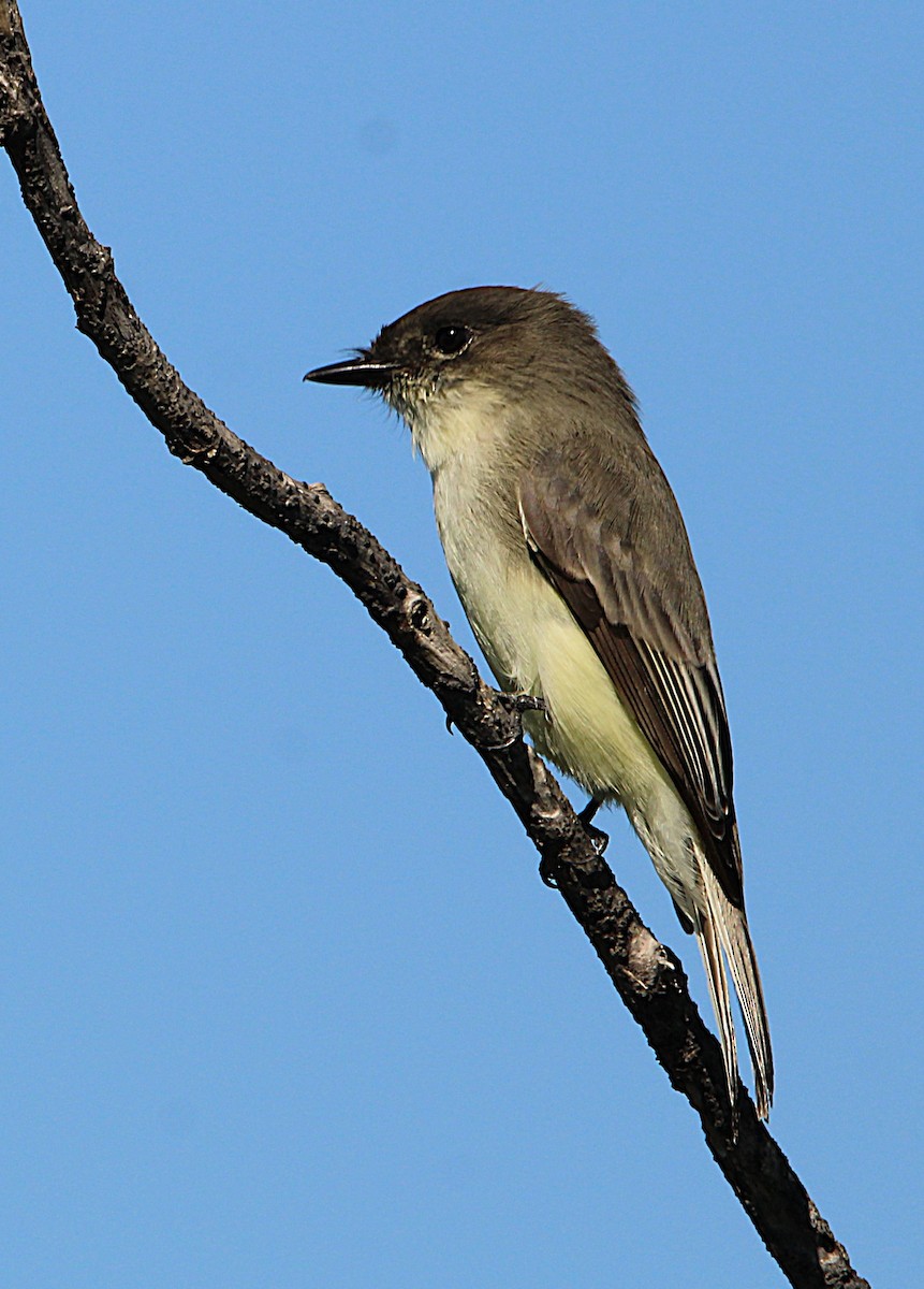 Eastern Phoebe - ML642709839