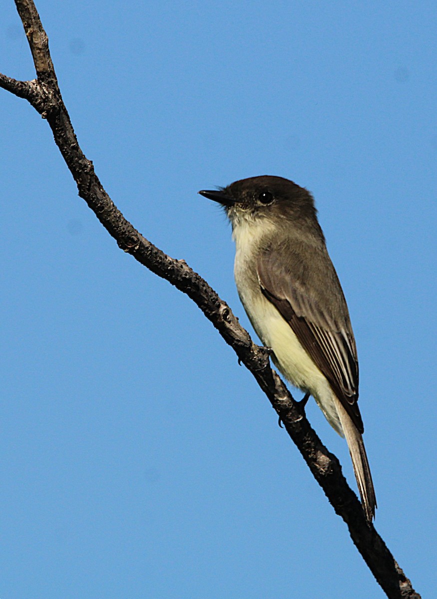 Eastern Phoebe - ML642709840