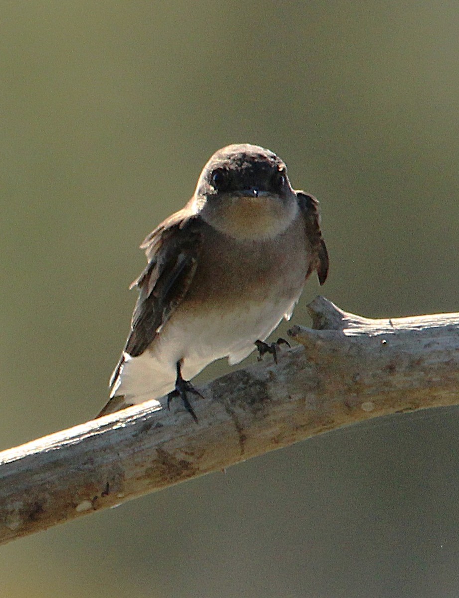 Northern Rough-winged Swallow - ML642709844