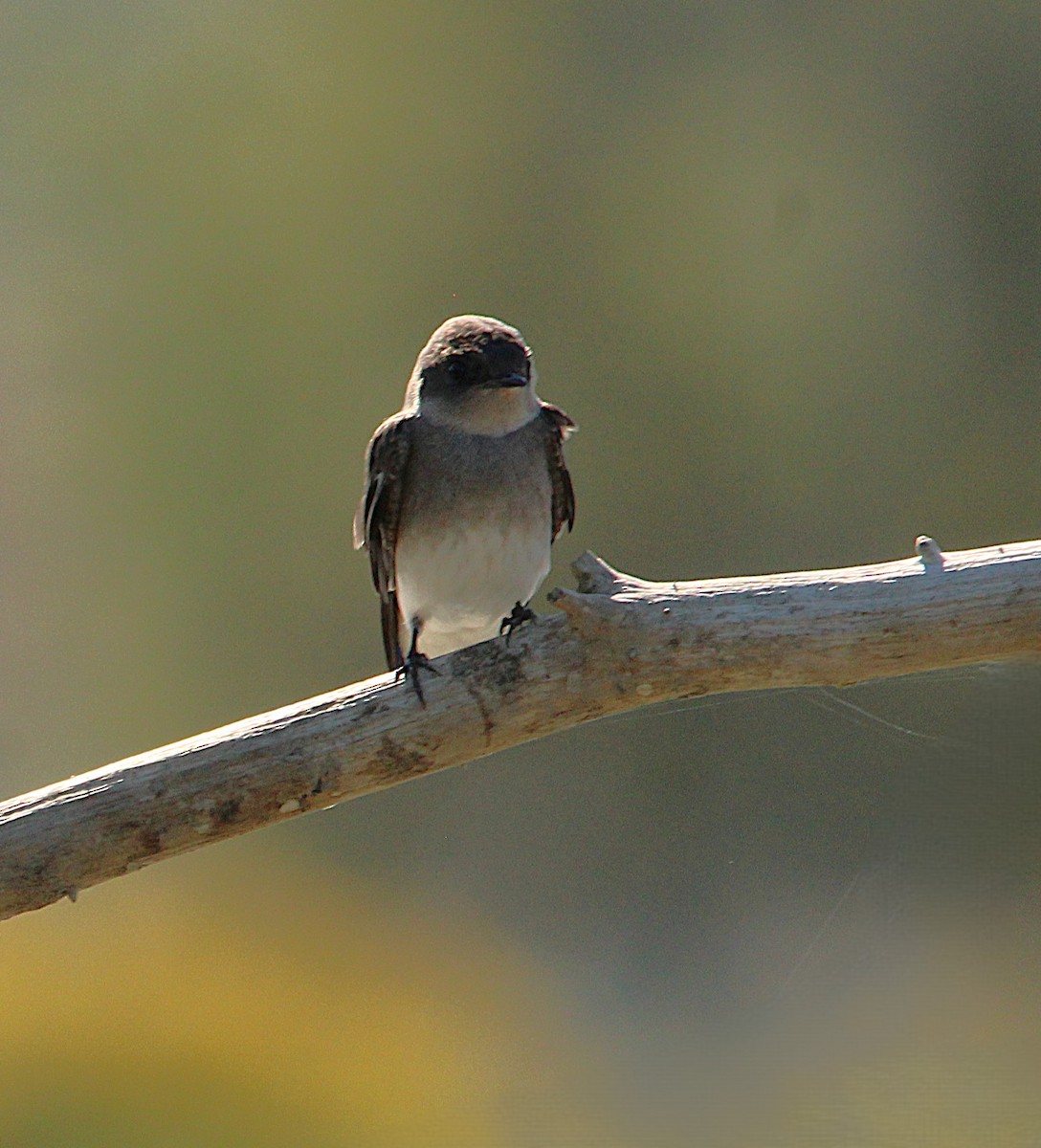 Northern Rough-winged Swallow - ML642709848