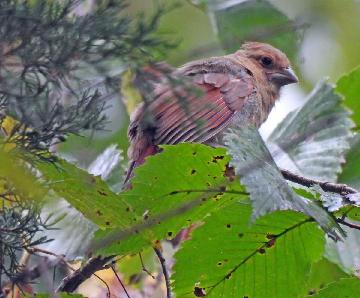 Northern Cardinal - ML642709855