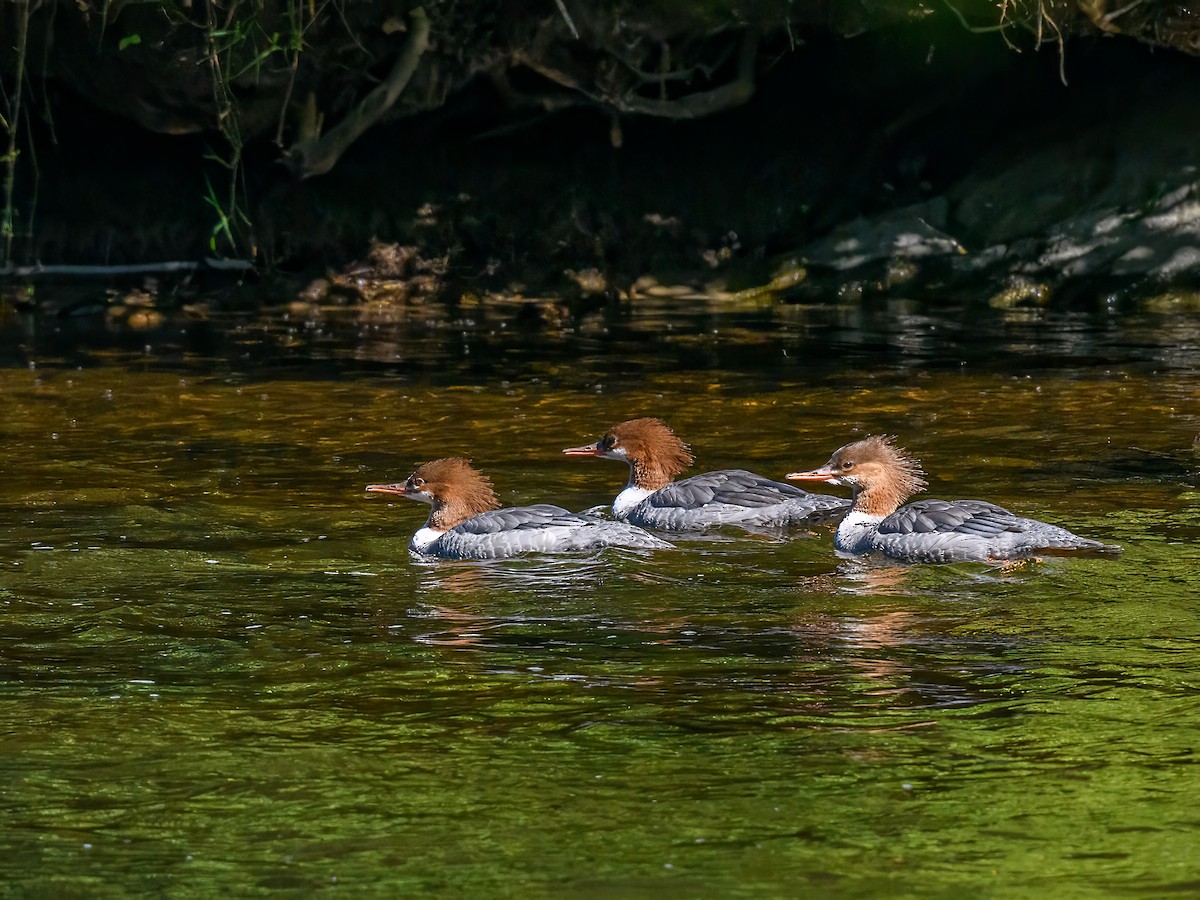 Common Merganser - ML642709856