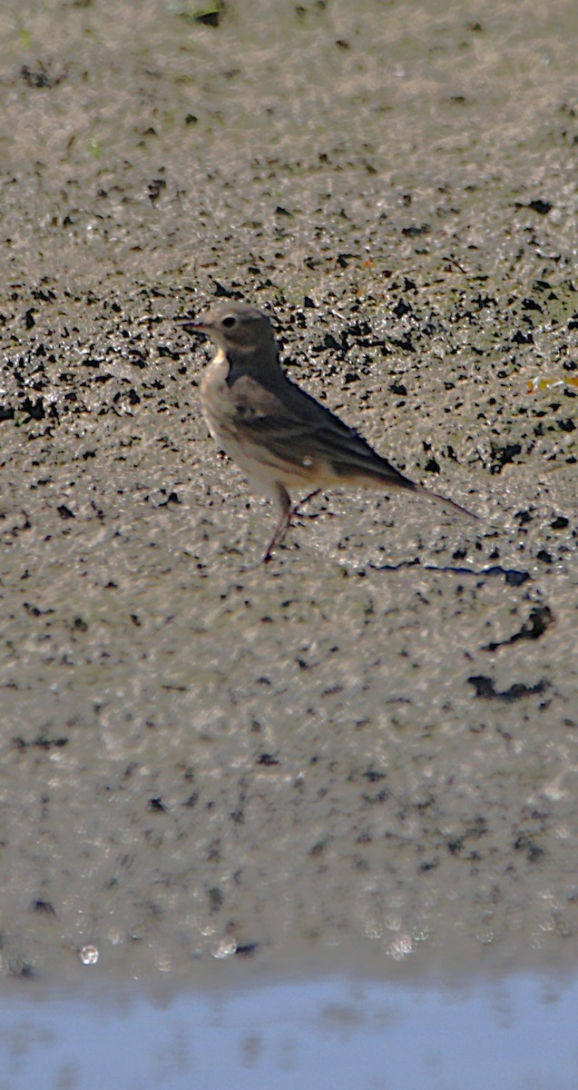 American Pipit - ML642709861