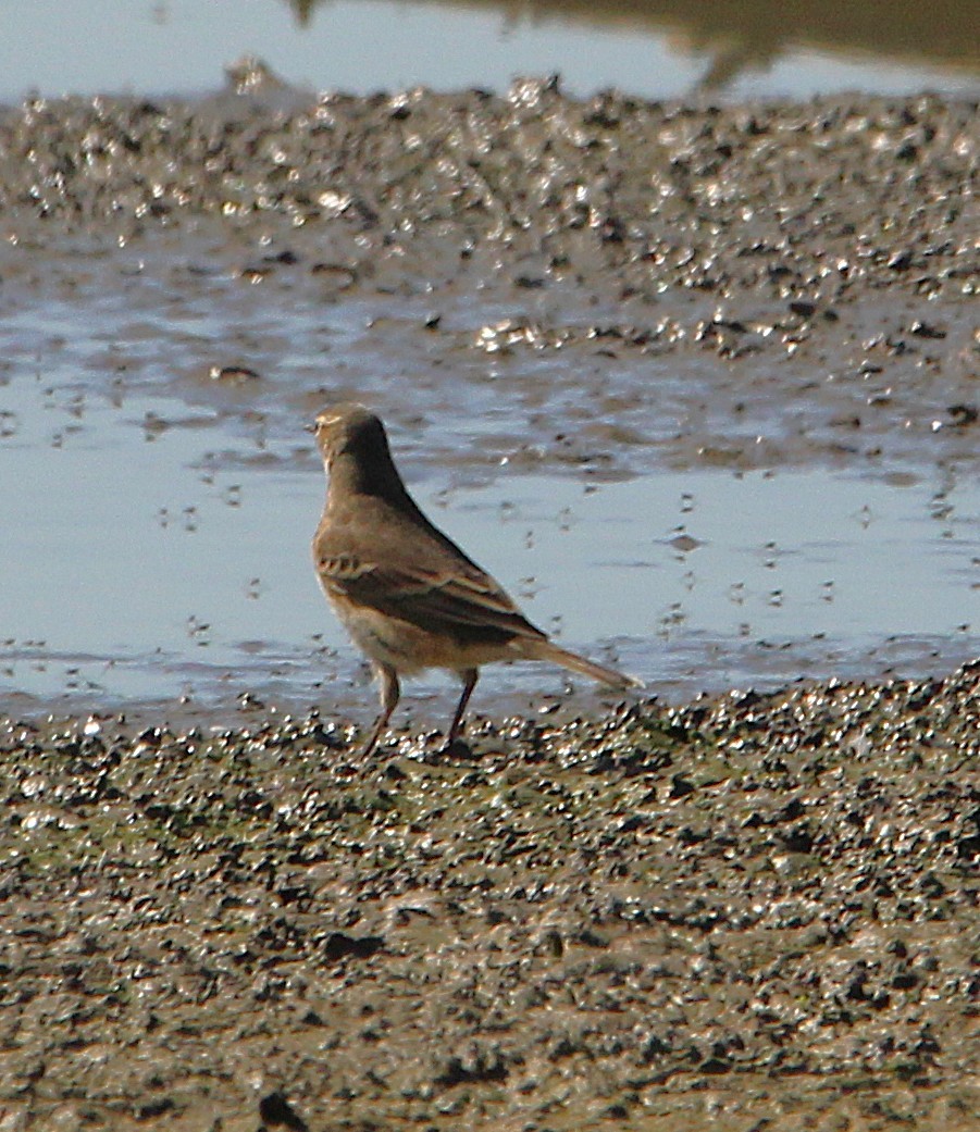 American Pipit - ML642709863