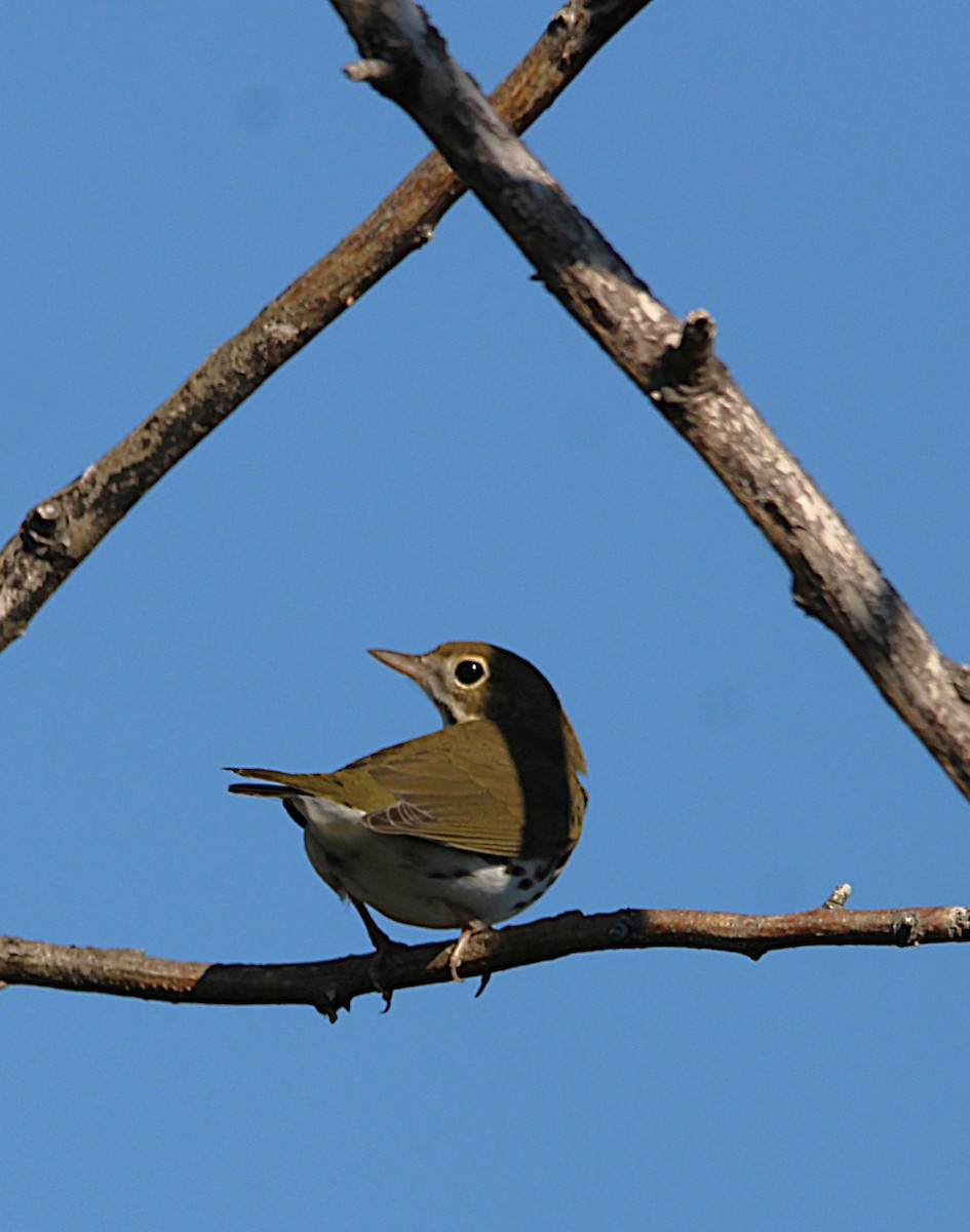 Ovenbird - ML642709873