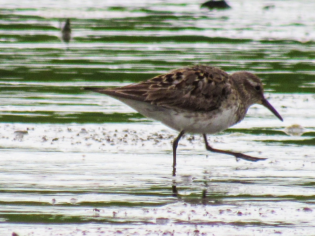 gulbrystsnipe - ML642709886