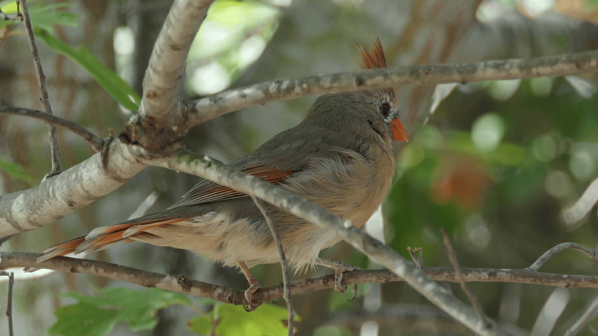 Northern Cardinal - ML642709889