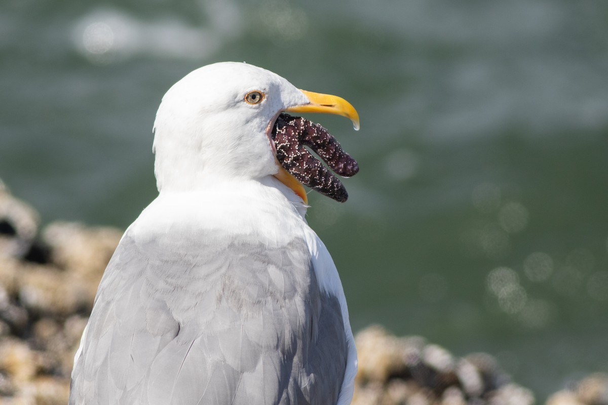 Westmöwe - ML642709900