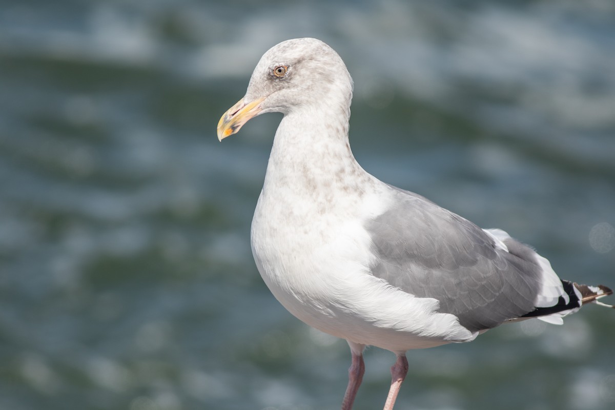 Westmöwe - ML642709901