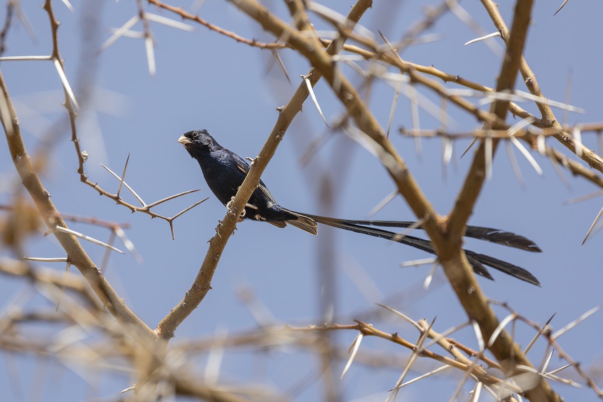 Steel-blue Whydah - ML642709905