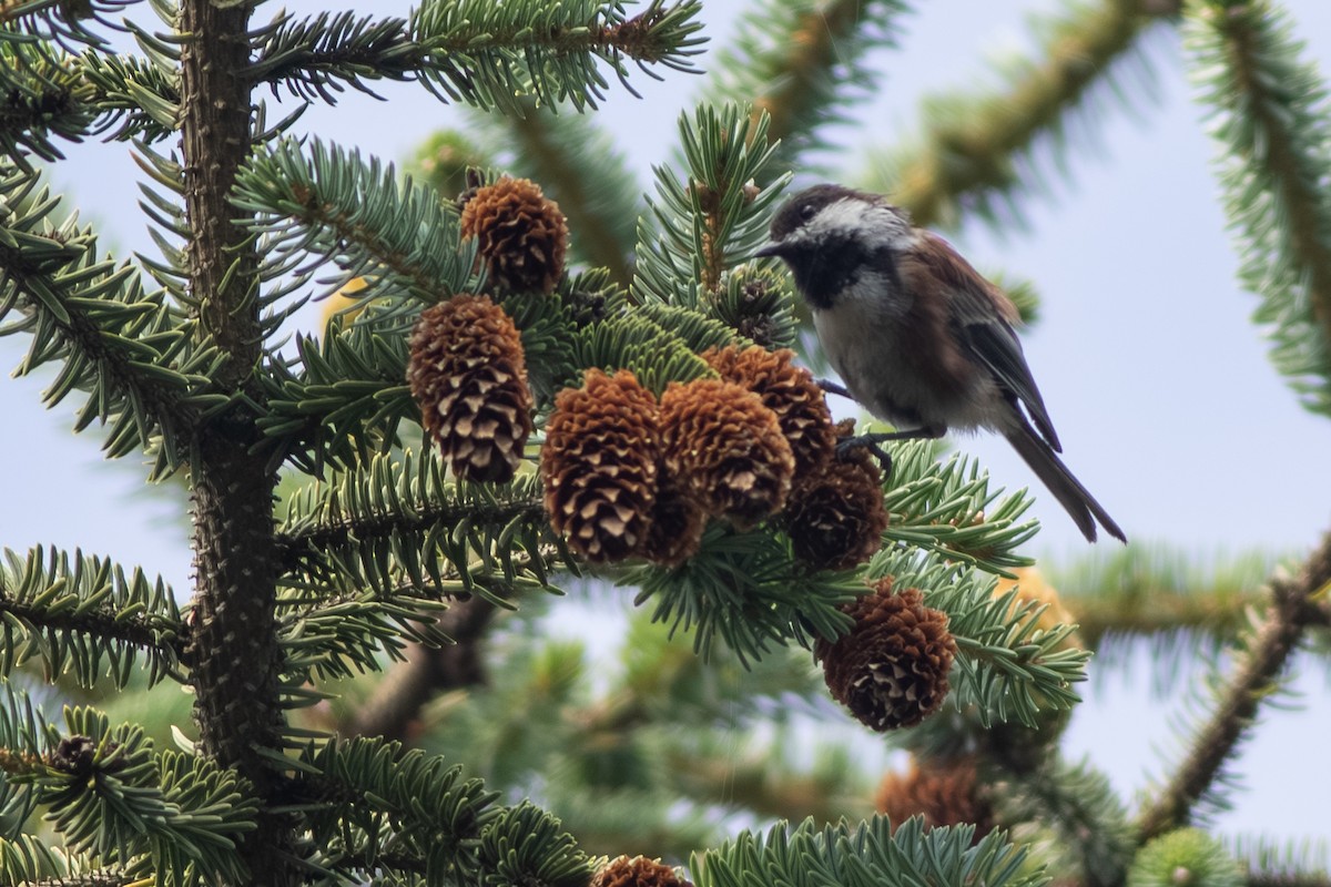 Rotrückenmeise - ML642709906