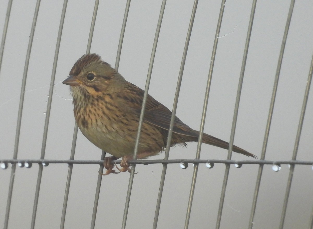Lincoln's Sparrow - ML642709910