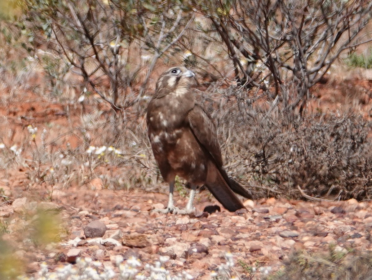 Brown Falcon - ML642709929