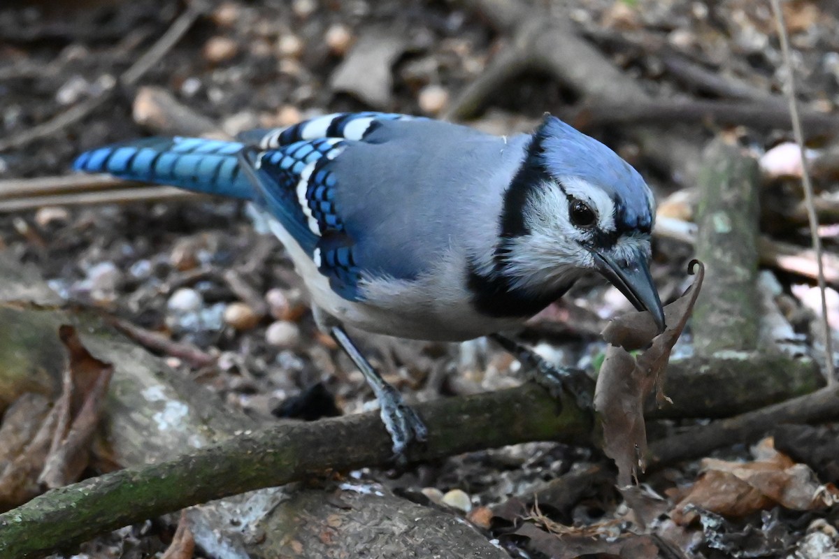 Blue Jay - ML642709930