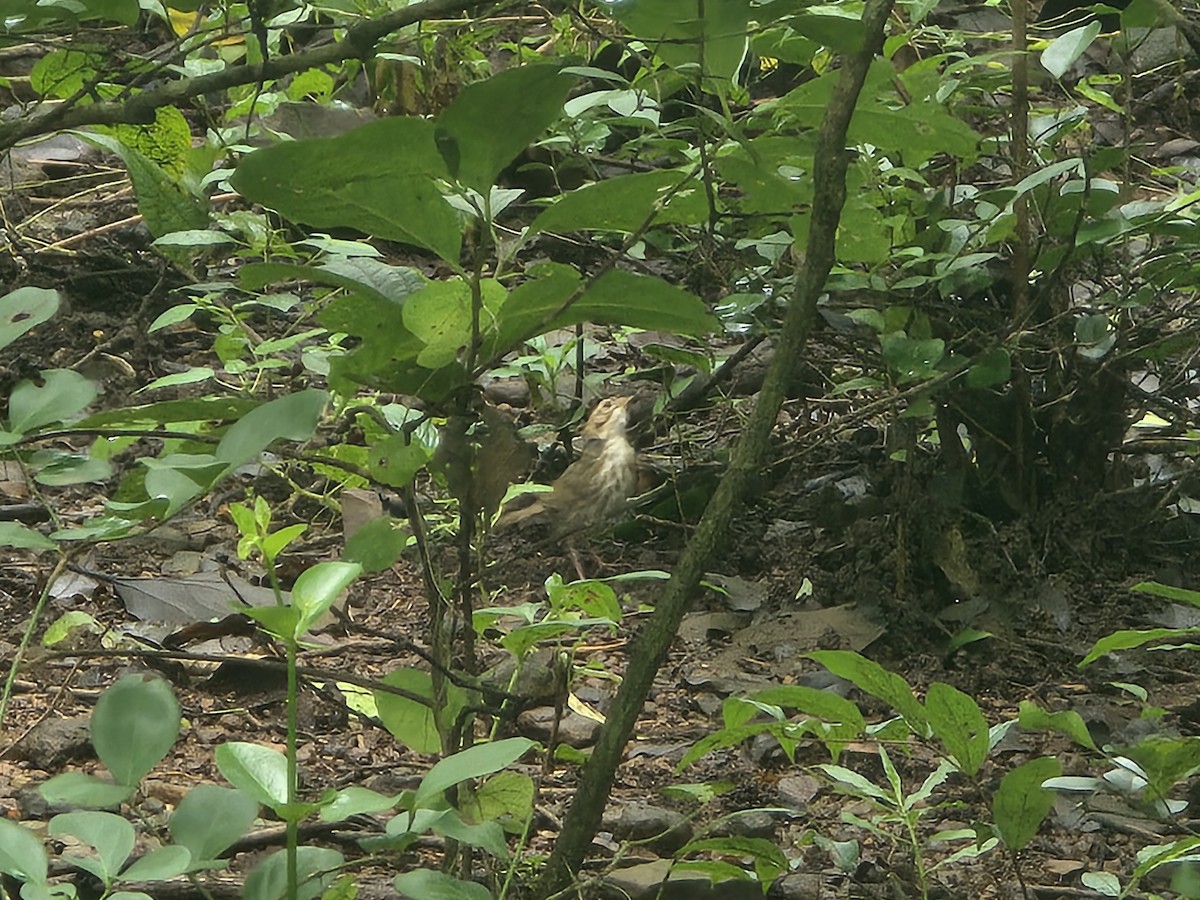 Puff-throated Babbler - ML642709934