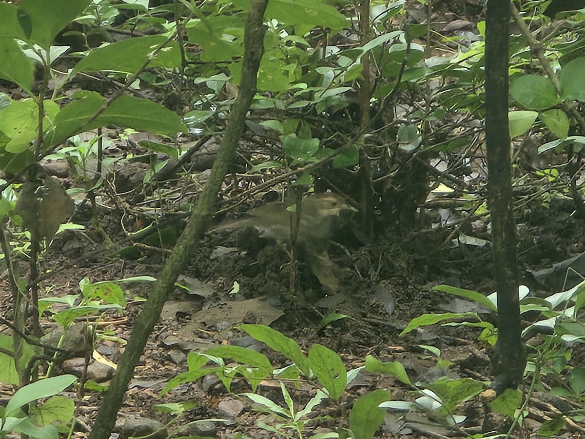 Puff-throated Babbler - ML642709935