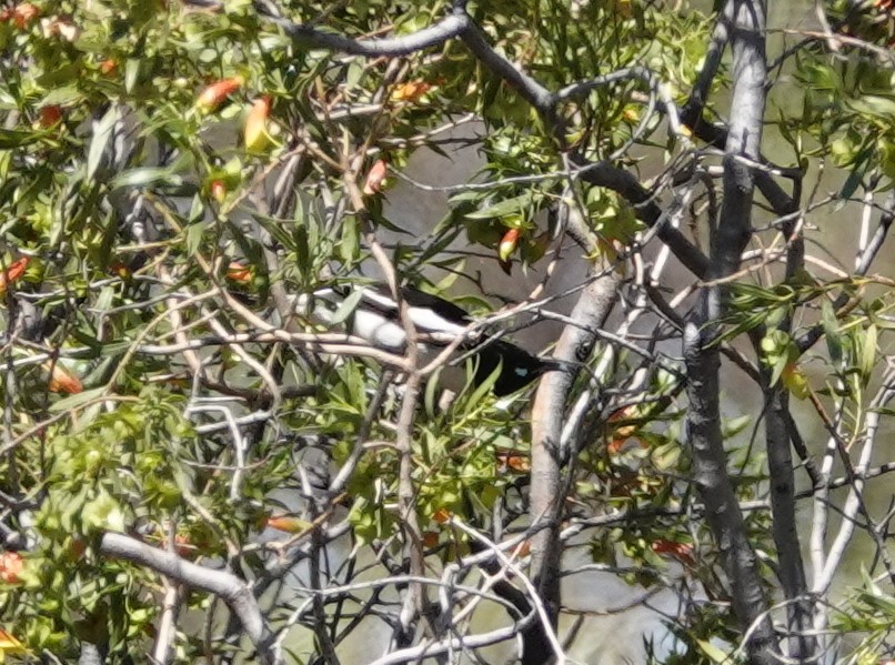 Pied Honeyeater - ML642709937