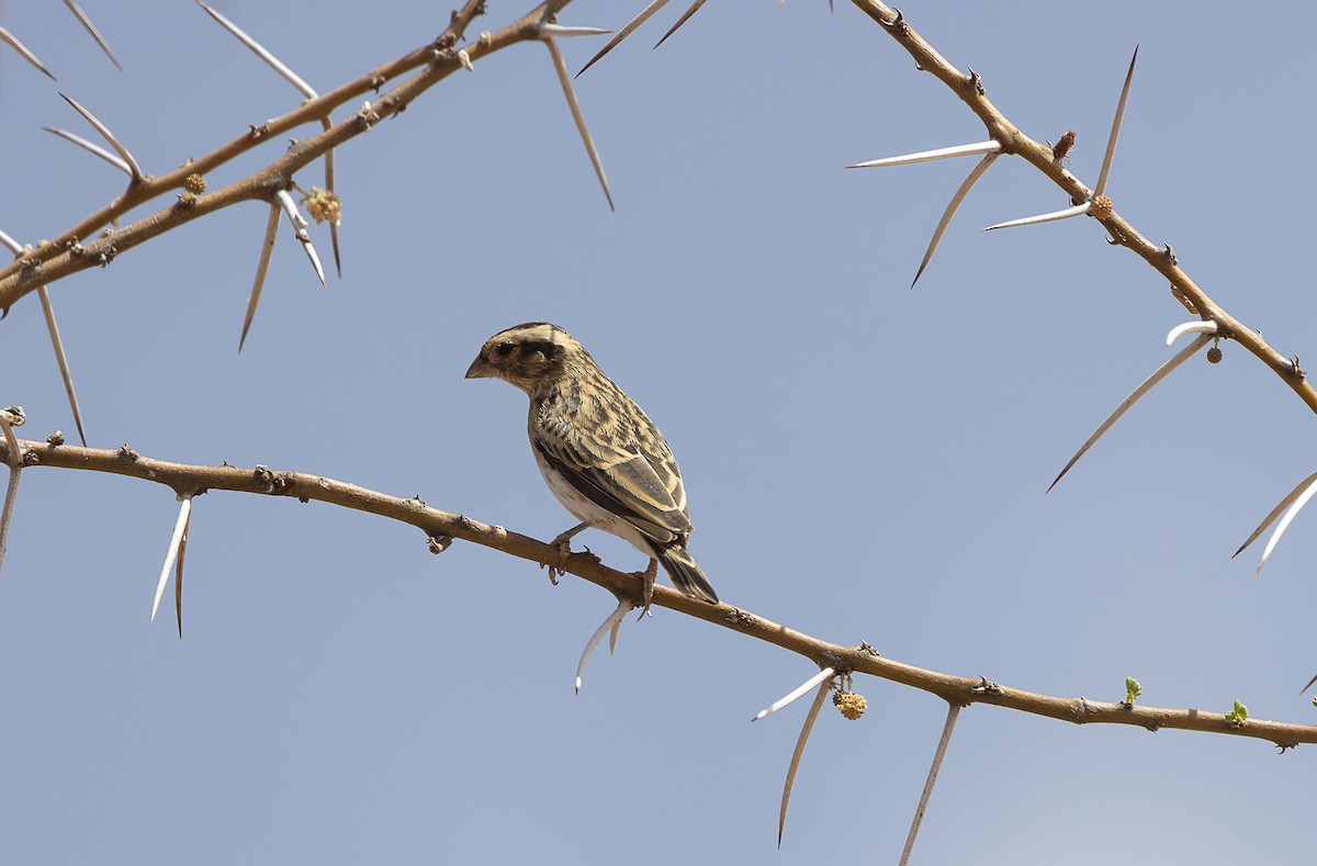 Straw-tailed Whydah - ML642709940