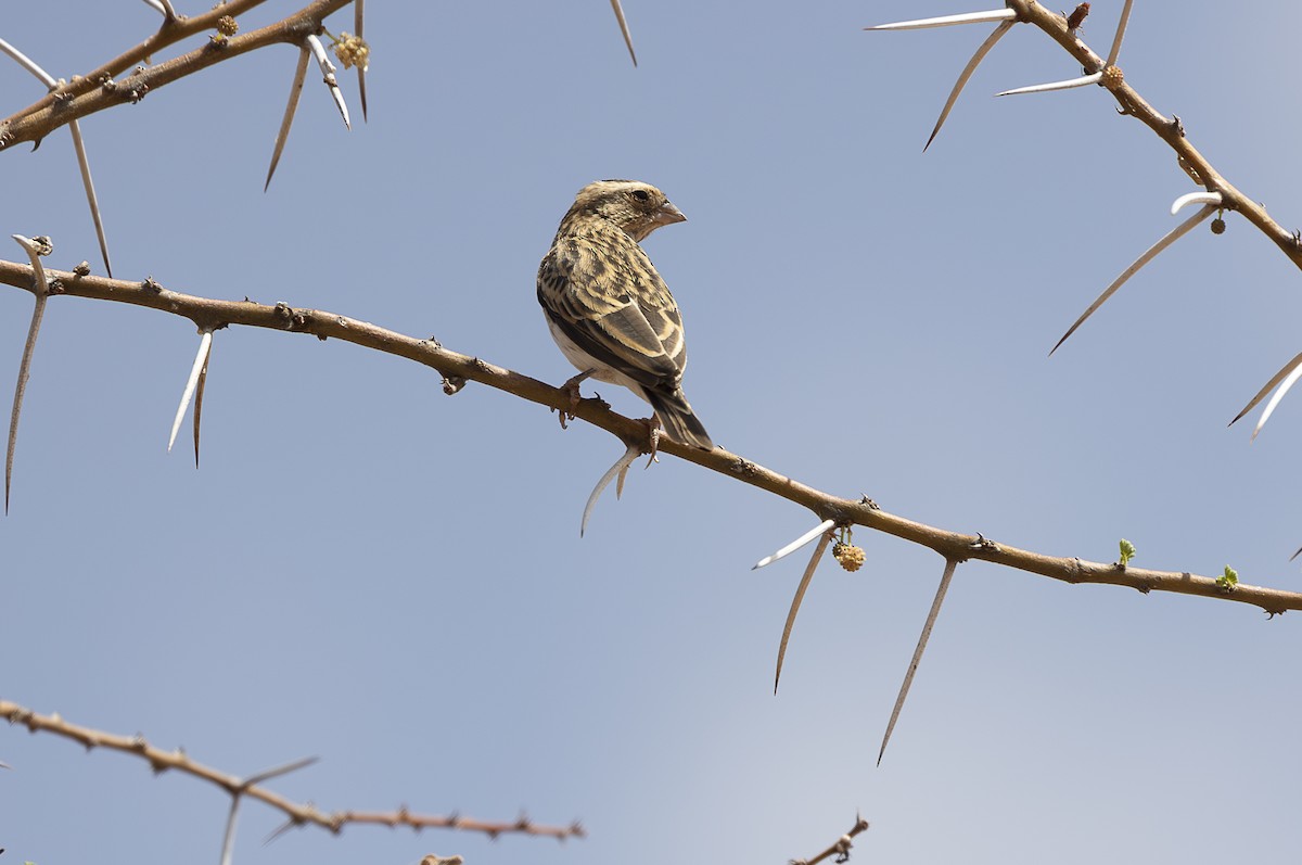 Straw-tailed Whydah - ML642709941