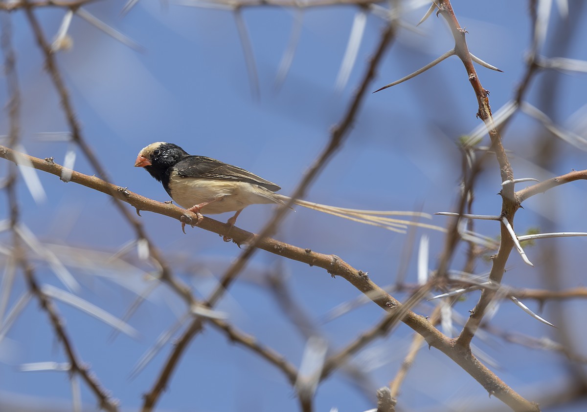 Straw-tailed Whydah - ML642709942