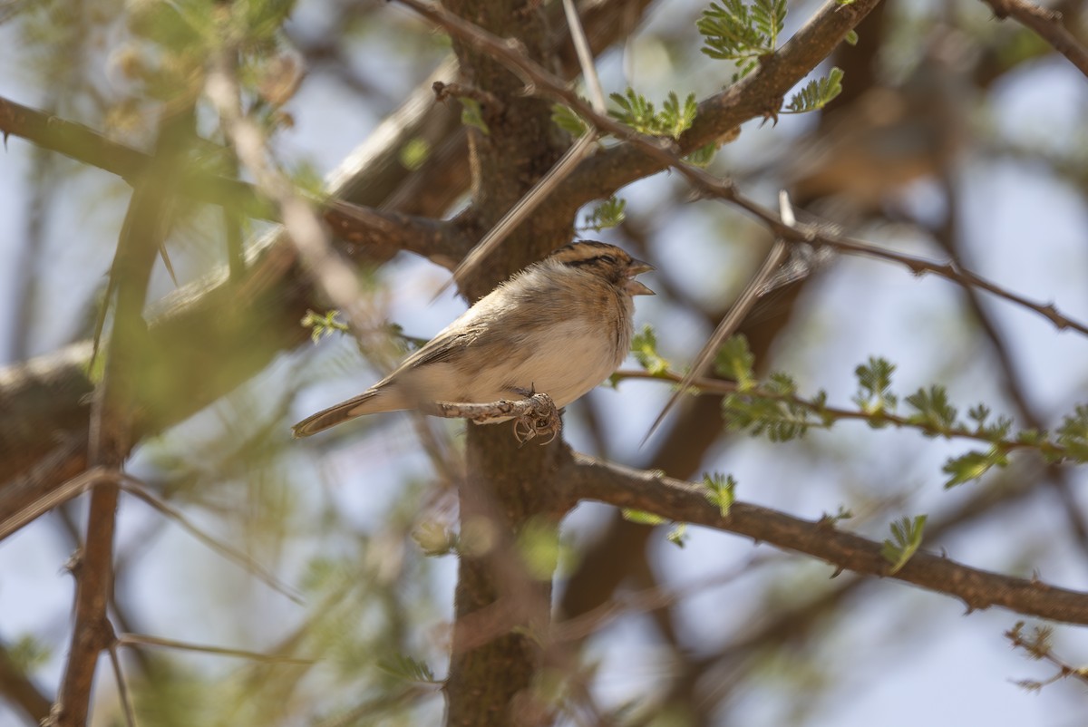 Straw-tailed Whydah - ML642709943