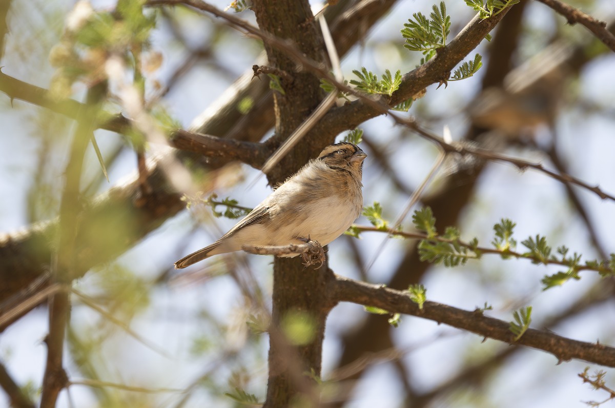Straw-tailed Whydah - ML642709944
