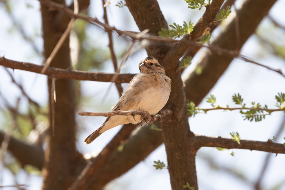 Straw-tailed Whydah - ML642709945