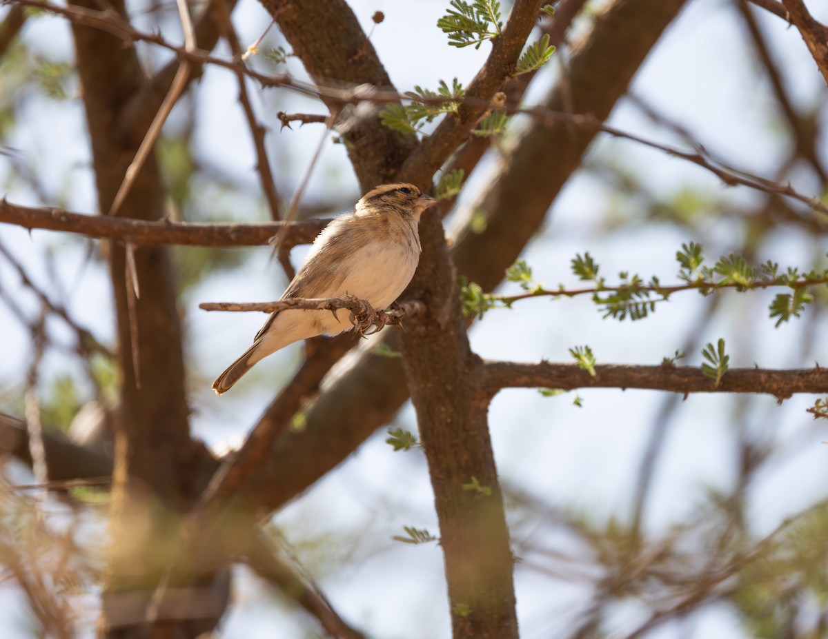 Straw-tailed Whydah - ML642709946
