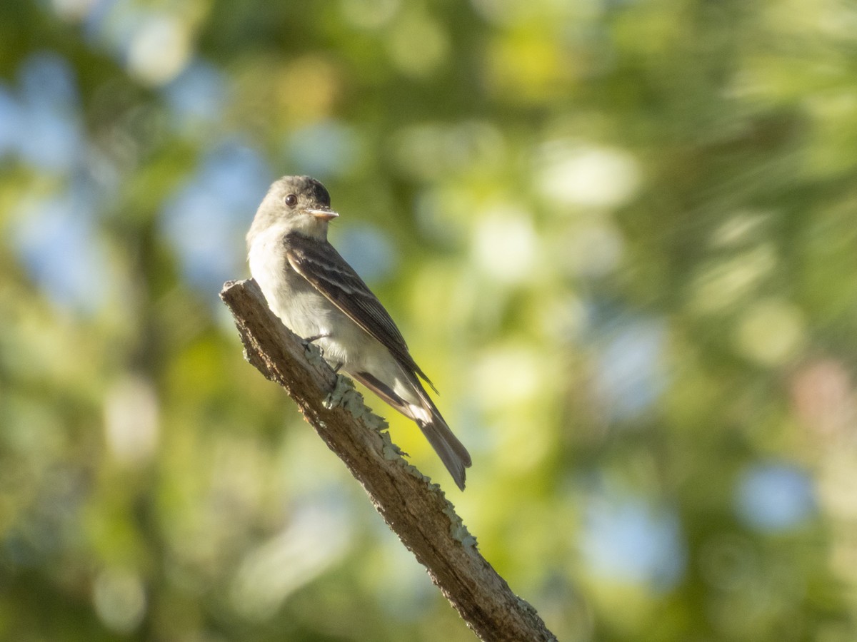 Eastern Wood-Pewee - ML642709947