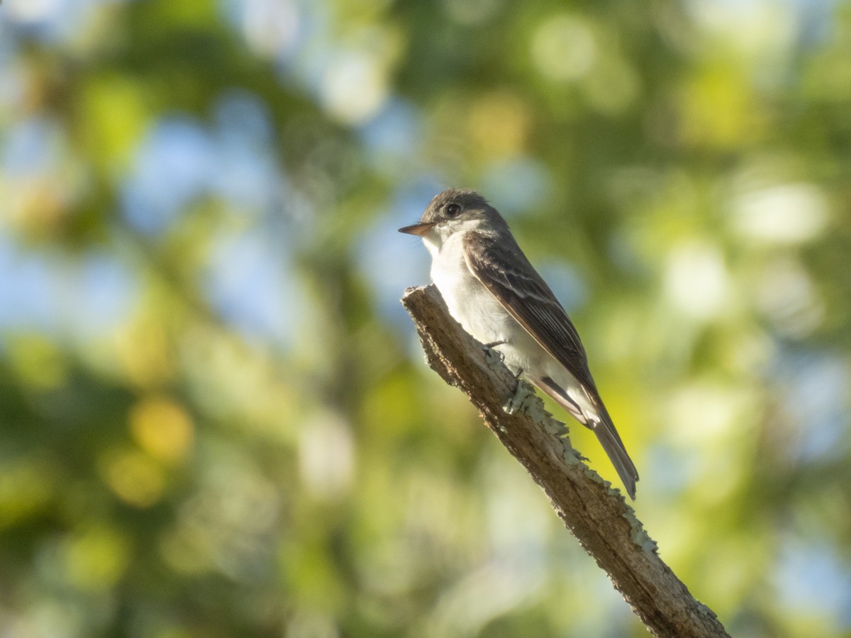 Eastern Wood-Pewee - ML642709948