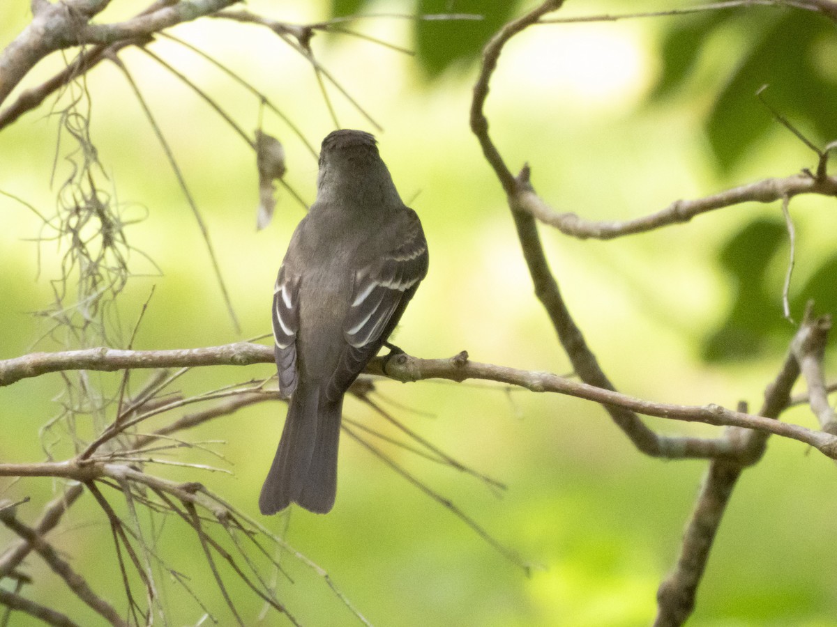 Eastern Wood-Pewee - ML642709949