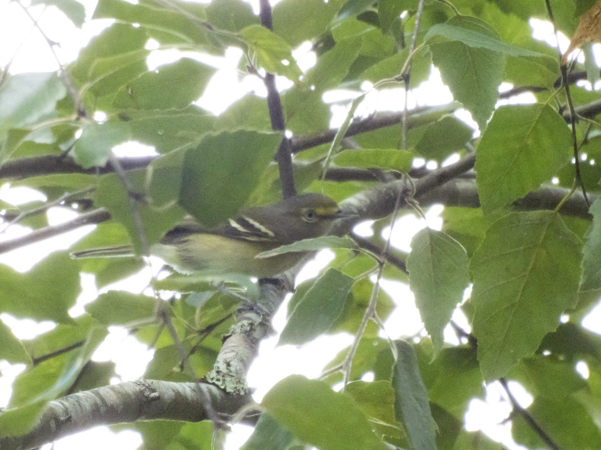 White-eyed Vireo - ML642709954