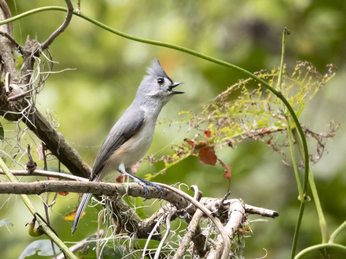 Tufted Titmouse - ML642709957