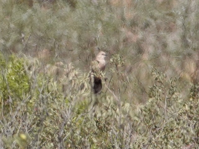 Chiming Wedgebill - ML642709959
